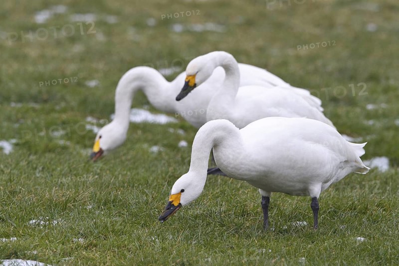 Tundra Swan (Cygnus columbianus bewickii) foraging, Netherlands