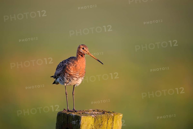 Uferschnepfe (Limosa limosa), Black-tailed Godwit, Altvogel auf Sitzwarte, im Morgenlicht, Mai, Nijkerk, Gelderland, Niederlande