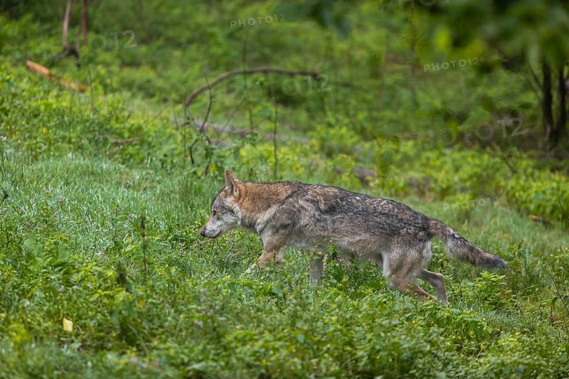 One adult male eurasian gray wolf (Canis lupus lupus) walking through the green undergrowth at a forest edge