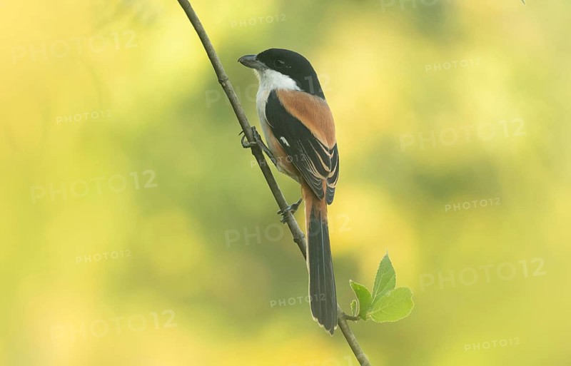 A long-tailed shrike or rufous-backed shrike (Lanius schach) sits on a tree branch, Sreepur, Gazipur, Bangladesh