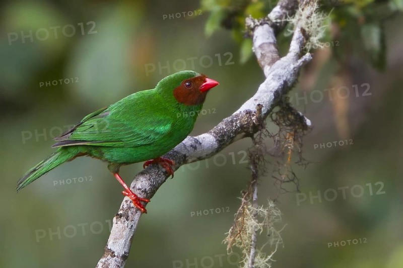 Grass-green Tanager (Chlorornis riefferii), Wayqecha Reserve, Peru