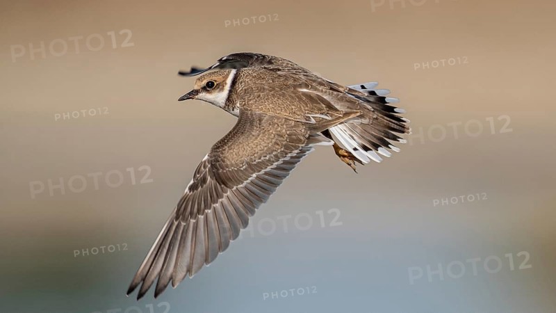 Little Ringed Plover (Charadrius dubius) flying, Schleswig-Holstein, Germany