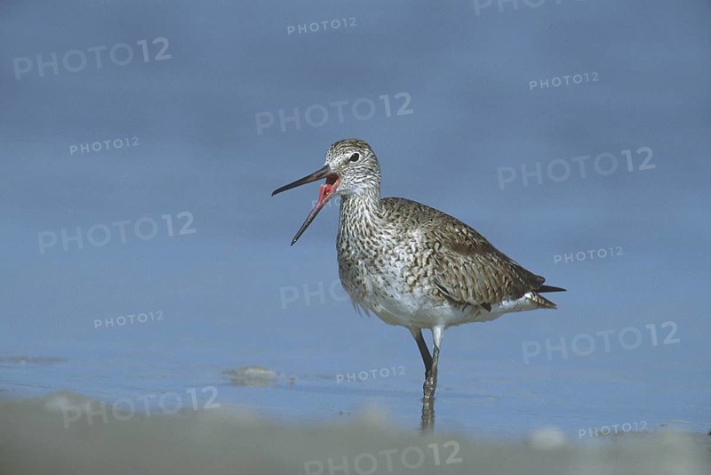 Willet (Tringa semipalmata) calling, Florida, USA