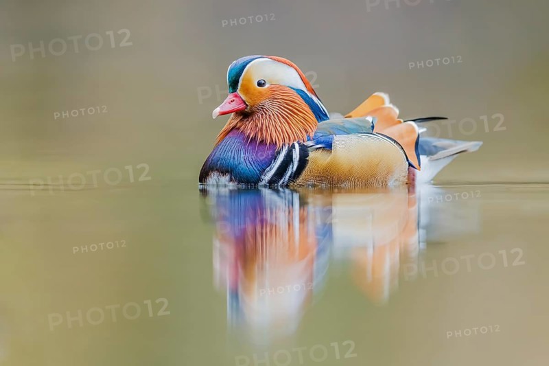 Mandarinente, Aix galericulata Mandarin Duck, Aix galericulata