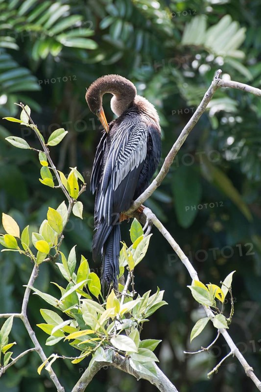 Darter (Anhinga anhinga), Tortuguero National Park, Costa Rica