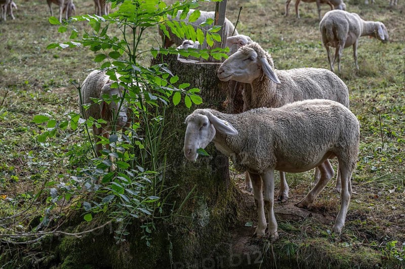 Flock of sheep (Ovis aries) on a pasture, Franconian Switzerland, Egloffstein, Upper Franconia, Bavaria, Germany