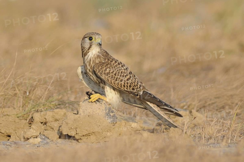 Common Kestrel (Falco tinnunculus), India