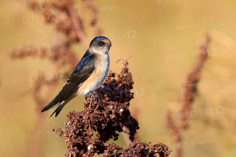 Tree Martin (Petrochelidon nigricans), Victoria, Australia
