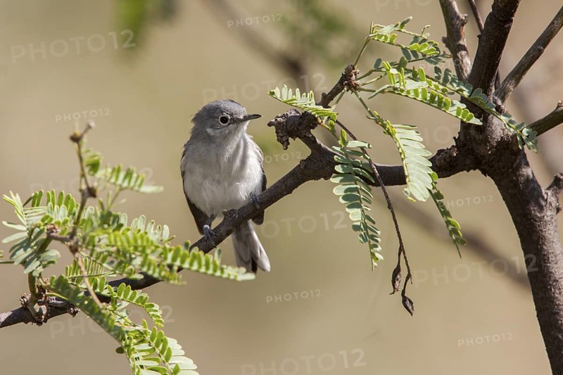 Black-capped Gnatcatcher Polioptila nigriceps Montosa Canyon, Santa Rita Mountains, Arizona, USA 2 September Adult Polioptilidae