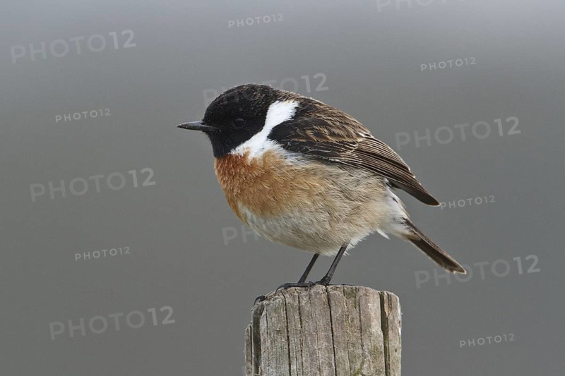European Stonechat (Saxicola rubicola) male, Rhineland-Palatinate, Germany