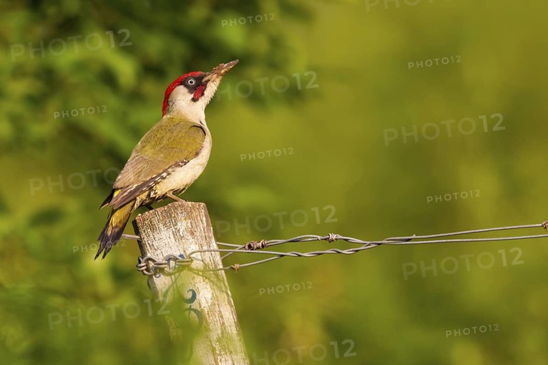 Grünspecht, Green Woodpecker, Eurasian Green Woodpecker, Picus viridis, Pic vert, Pito Real