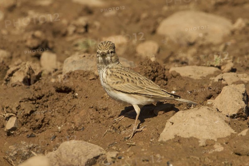 Lesser Short-toed Lark (Alaudala rufescens), Morocco