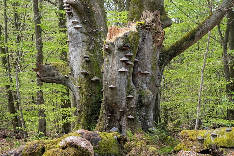 Old copper beech (Fagus sylvatica) with tinder fungus (Fomes fomentarius), triple beech, one trunk broken off, deadwood, Sababurg primeval forest, Hesse, Germany