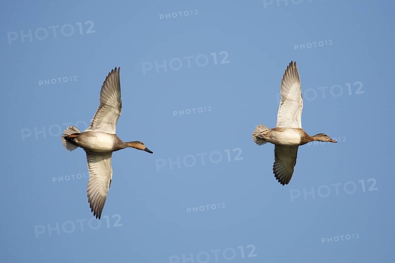 Gadwall (Mareca strepera) flying, Netherlands