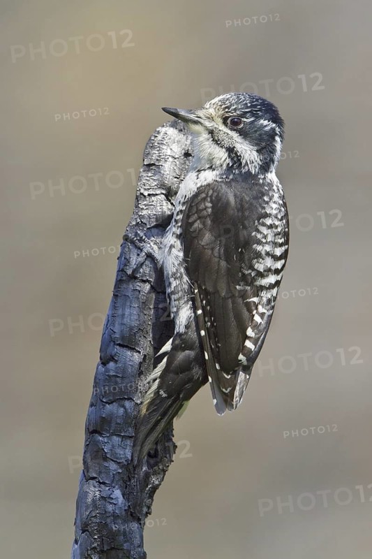 American Three-toed Woodpecker (Picoides dorsalis) female, Manitoba, Canada