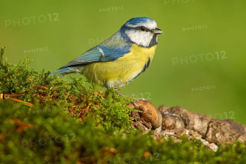 Eurasian Blue Tit (Cyanistes caeruleus), perched on a branch, Castilla Leon, Spain