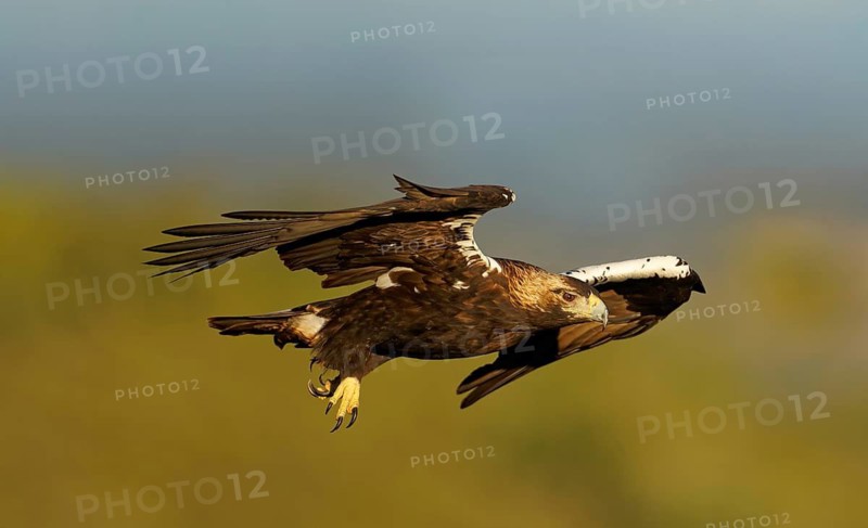 Spanish imperial eagle (Aquila adalberti) in flight, Extremadura, Spain