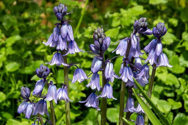 Bluebell (Hyacinthoides), blue flowering, Baden-Württemberg, Germany