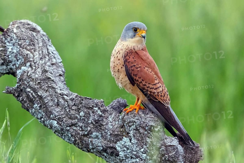 Kestrel, (Falco tinnunculus), falcon family, falcons, perching, foraging, Hides De Calera Lesser Kestrel, Calera Y Chozas, Castilla La Mancha Toledo, Spain