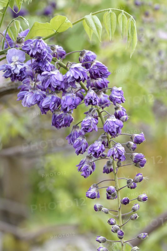 Japanese blue rain (Wisteria floribunda 'Violacea Plena'), Anchers Havecenter, Pillnitz, Saxony, Germany