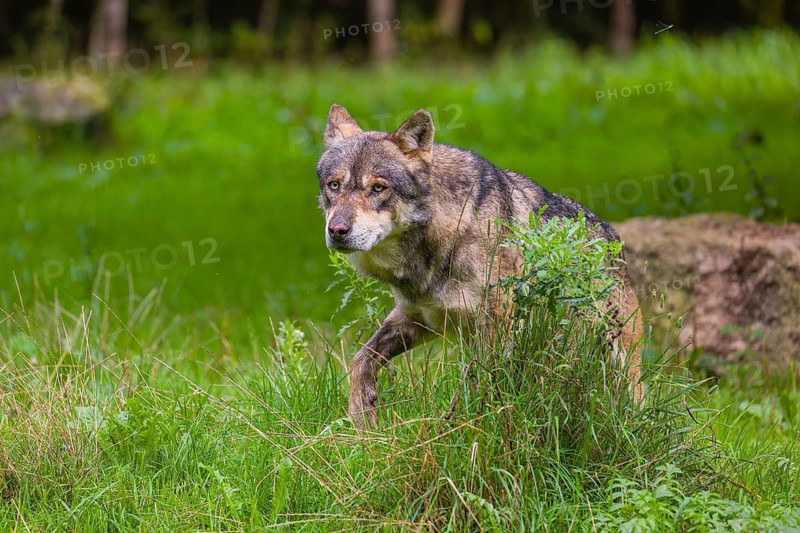 An adult male eurasian gray wolf (Canis lupus lupus) stands at the edge of the forest and watches something