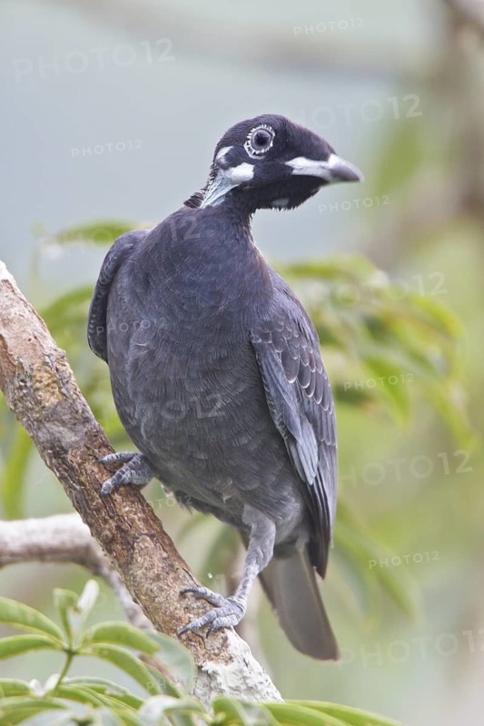 Bare-necked Fruitcrow (Gymnoderus foetidus) perched on a branch in Ecuador, South America
