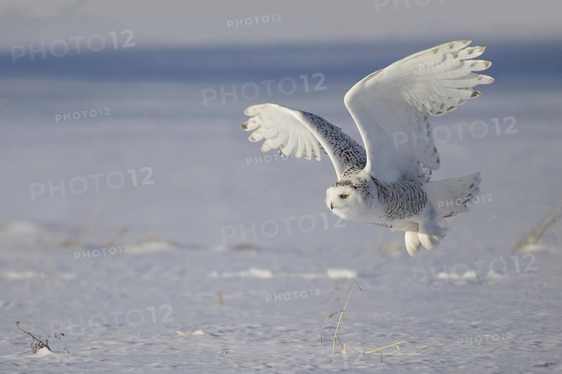 Snowy Owl (Bubo scandiacus) flying, Michigan, USA