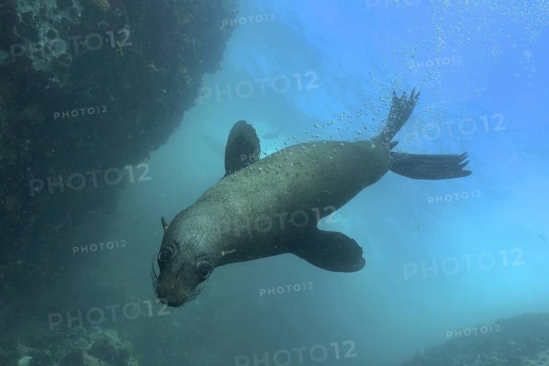 Cape fur seal (Arctocephalus pusillus)