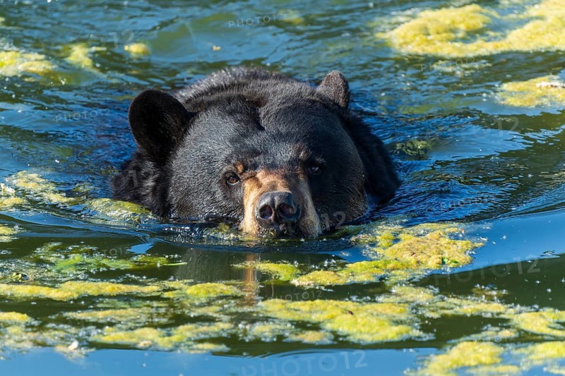Frontal view of a bear swimming through algae-rich water, black bear (Ursus (genus) Americanus) France