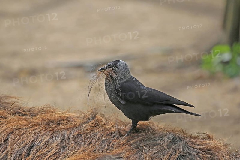 Jackdaw (Corvus monedula), collecting nesting material from the back hair of a donkey, Münster, North Rhine-Westphalia, Germany