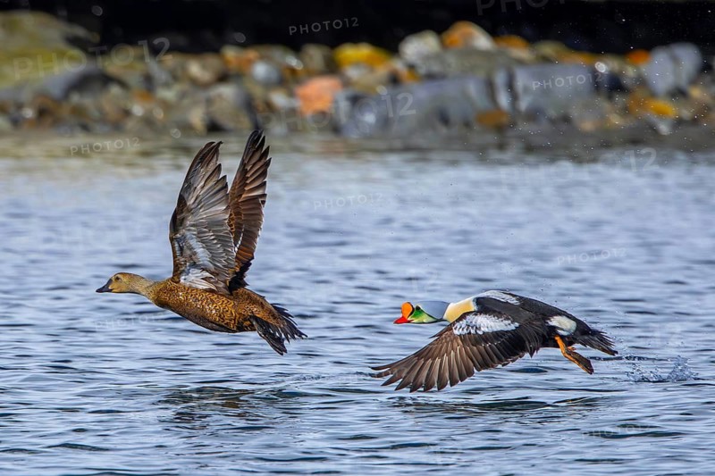 King eider (Somateria spectabilis) pair, female and male in breeding plumage taking off from water in the Arctic Ocean, Svalbard, Spitsbergen