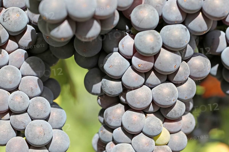 Close-up of ripe blue-green grapes near Meckenheim, Palatinate