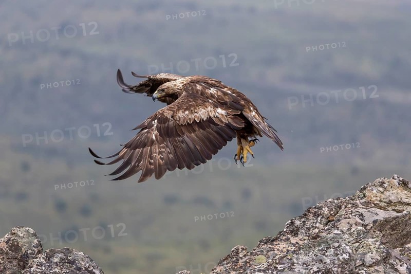 Golden eagle (Aquila chrysaetos), approaching a cliff, Extremadura, Spain