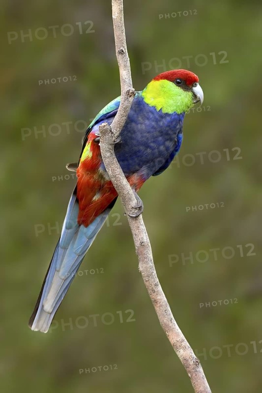Red-capped Parrot (Purpureicephalus spurius), Western Australia, Australia