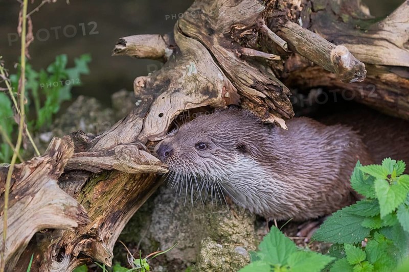 One Eurasian otter (Lutra lutra) resting on the pebbles of a river bank underneath a root of a rotten tree and watching something