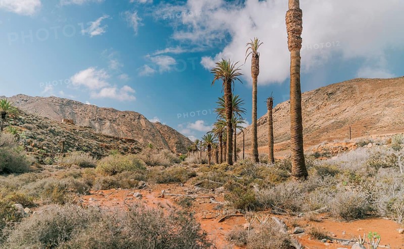 Discover this desert landscape featuring a row of tall palm trees under a bright blue sky in Fuerteventura, Canary Islands. The arid terrain is accentuated by rugged hills and scattered shrubs