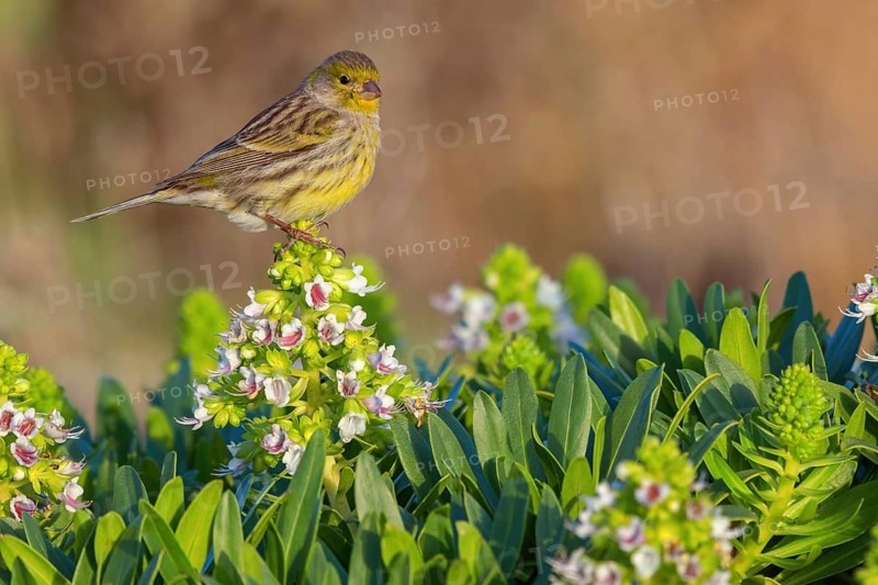 Atlantic canary (Serinus canaria), finch family, Lanzarote, Canary Islands, Spain