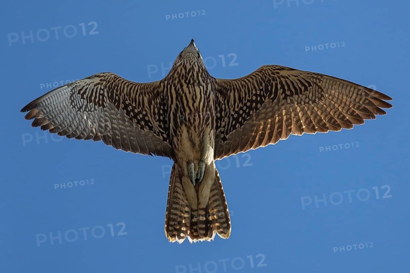 Saker Falcon (Falco cherrug) young male flying, Baden-Wuerttemberg, Germany