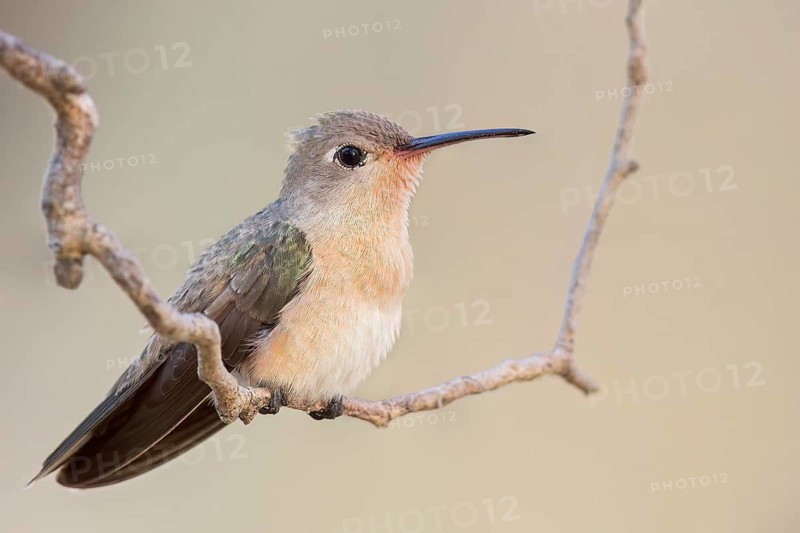 Buffy Hummingbird (Leucippus fallax) perched on a branch in Colombia, South America