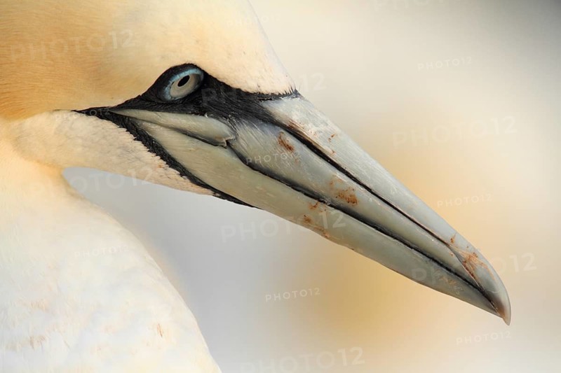 Northern Gannet (Morus bassanus), Schleswig-Holstein, Germany