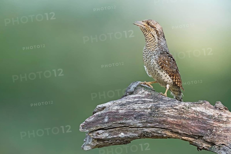 Eurasian Wryneck (Jynx torquilla) perched on tree trunk, Aosta Valley, Italy