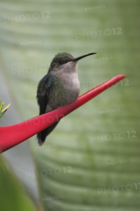 Crowned Woodnymph (Thalurania colombica) female, Costa Rica