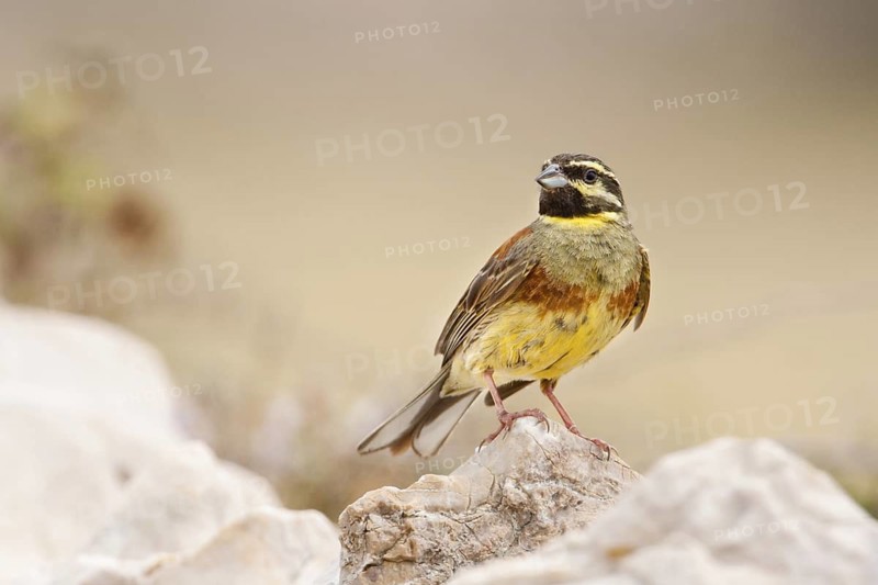 Cirl Bunting (Emberiza cirlus), Croatia