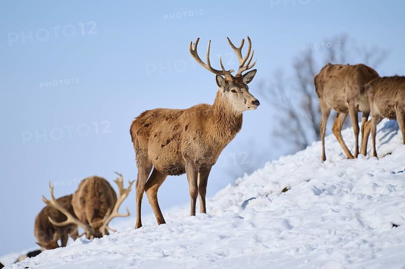 Red deer (Cervus elaphus) stag on a snowy meadow in the mountains in tirol, Kitzbühel, Wildpark Aurach, Austria