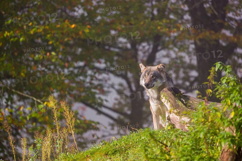 A Eurasian gray wolf (Canis lupus lupus) stands on a hill between rocks and rotting tree trunks. Behind it lies a forest in intense autumn colors
