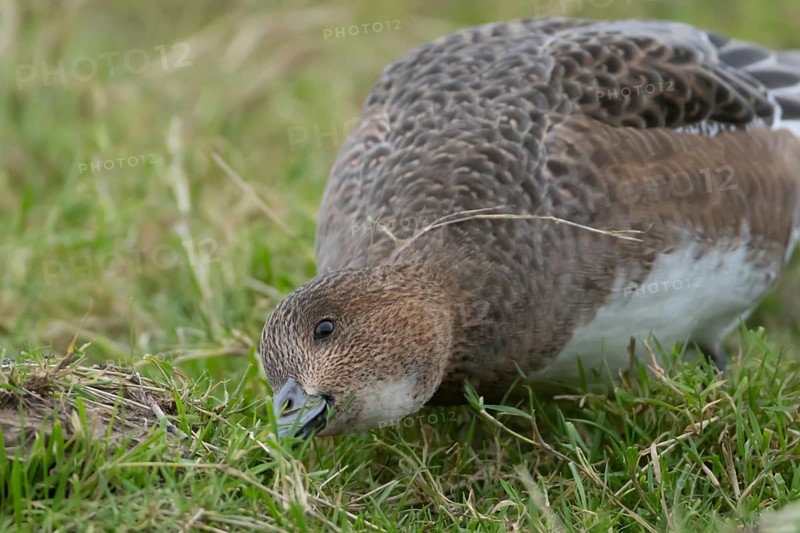 Eurasian wigeon duck (Mareca penelope) adult female bird feeding in a grass field, RSPB Frampton marsh nature reserve, Lincolnshire, England, United Kingdom
