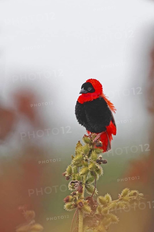 Northern Red Bishop, Euplectes franciscanus