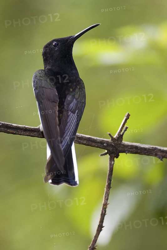 Black Jacobin (Florisuga fusca), Bahia, Brazil