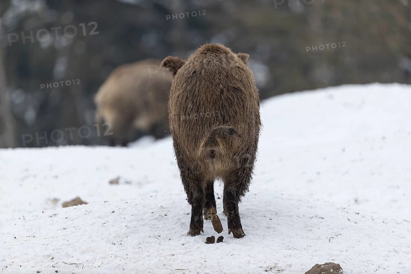 Wild boar or wild pig (Sus scrofa), standing on snowy ground, trees in the background. Defecating