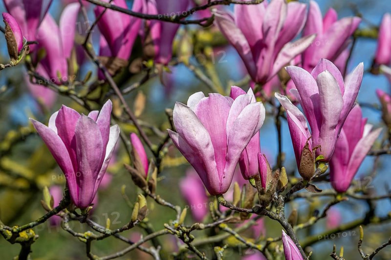 Blooming Magnolia liliiflora, Mulan magnolia, tulip magnolia, lily magnolia showing pink flowers in spring, native to southwest China